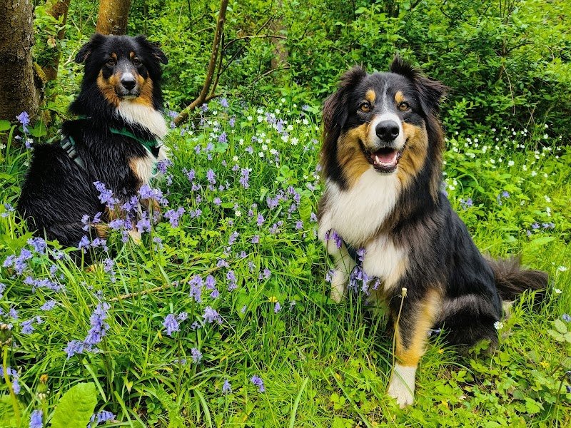 Vie de Chien - photo 2