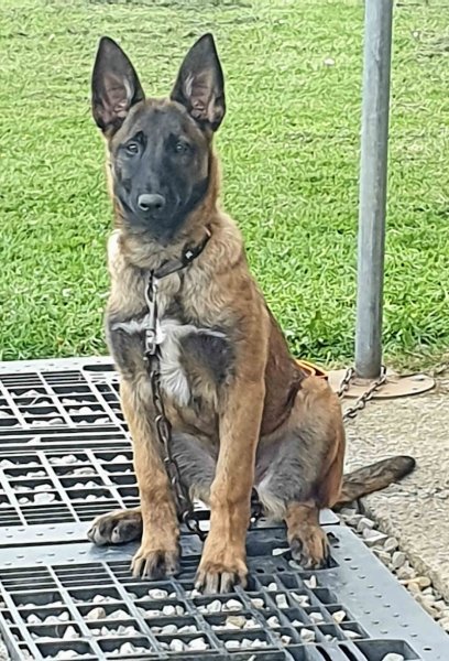 Club Canin les P'tits Coeurs - photo 3