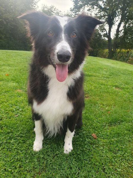 Dog's Passion - photo 2