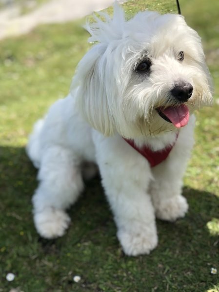 Dog's Passion - photo 3