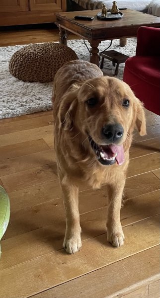 SoWoof - Sophie Boureau - Pension canine et Féline - La prairie des moulins - photo 3