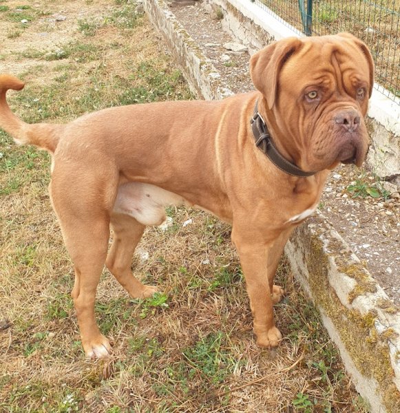 Pension Canine Dans L Orne - photo 1