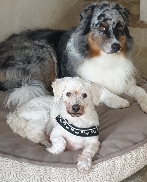 Pension Canine Dans L Orne - photo 2