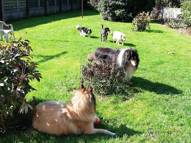 L auberge canine - photo 2