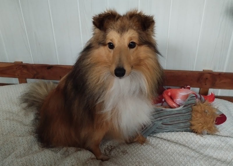 L auberge canine - photo 3