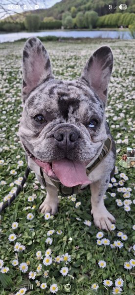 Fabien Jolivel Educateur Canin - photo 2