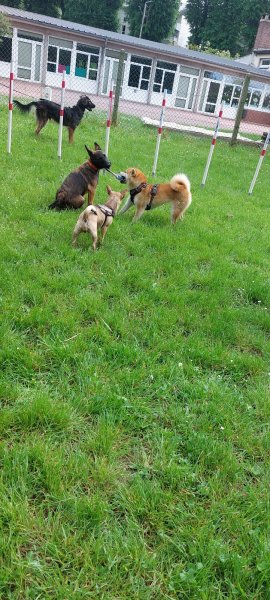 Club de chiens du Houlme