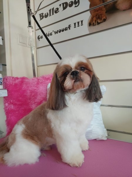 Bulle Dog (Normandie) - photo 1