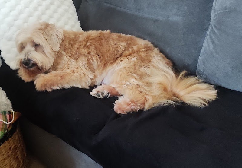 Bulle Dog (Normandie) - photo 2