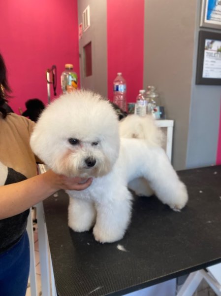 Bulle Dog (Normandie) - photo 3