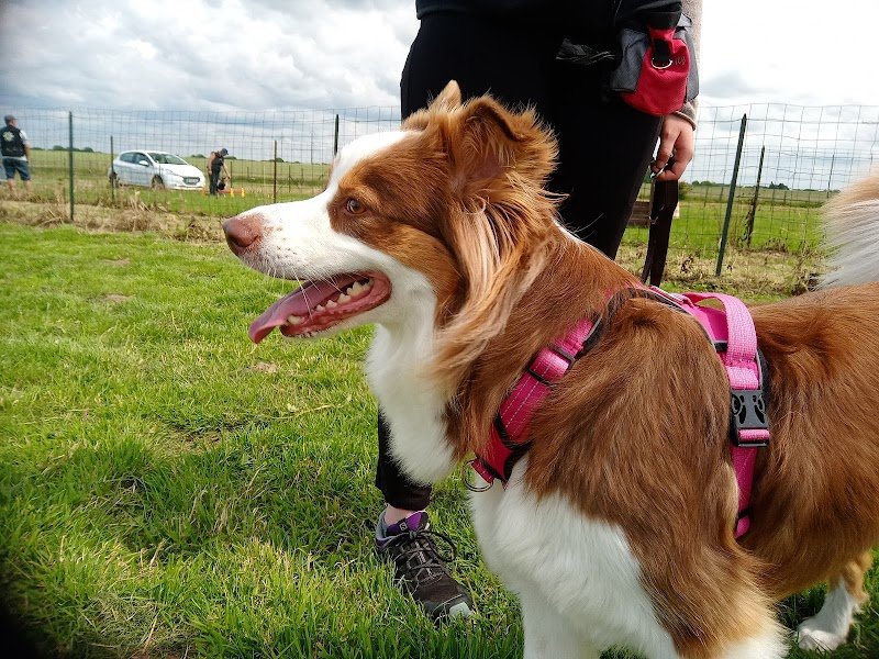 Club canin d'Életot - photo 1