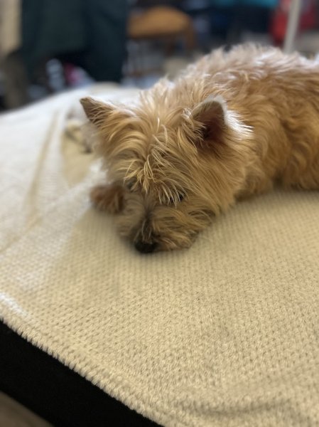 Ambre Turquetil - Masseur Equin et Canin - photo 2