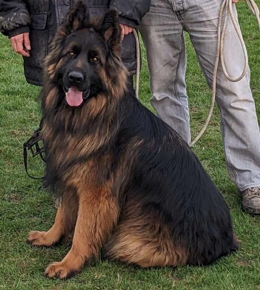 Atelier Du Chien Neptune - photo 3