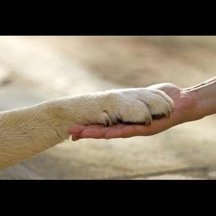 Bien-être canin & félin - photo 2