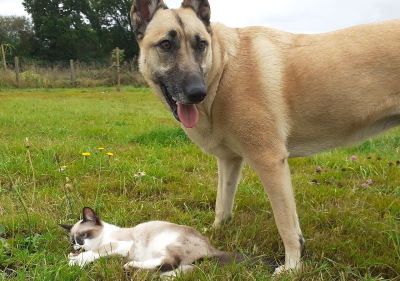 HYLLAND | Éducateur Canin • Formation • Pension - photo 2