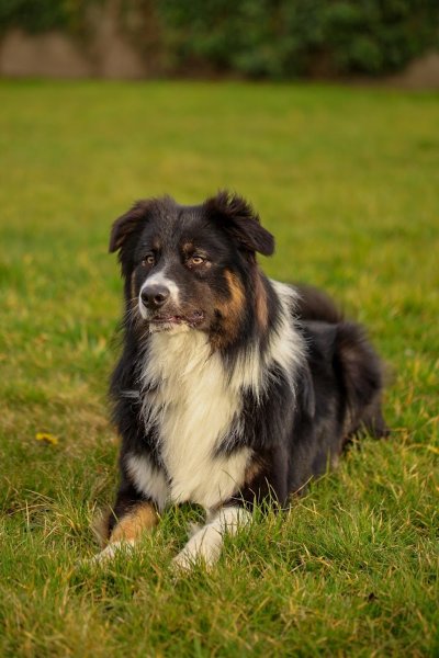 Élevage Canin De l'Empire Français : Berger Australien et Jack Russell