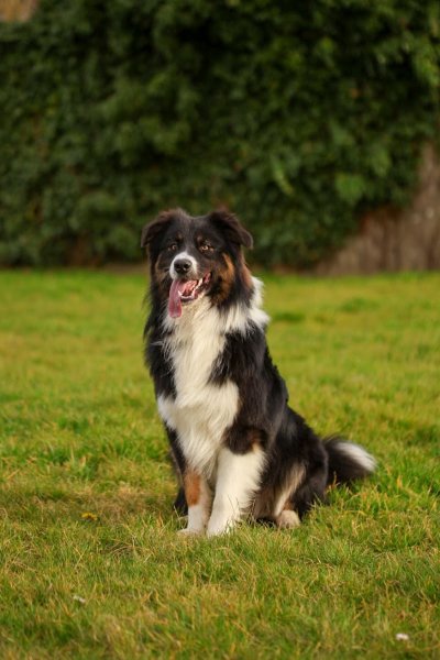 Élevage Canin De l'Empire Français : Berger Australien et Jack Russell - photo 2