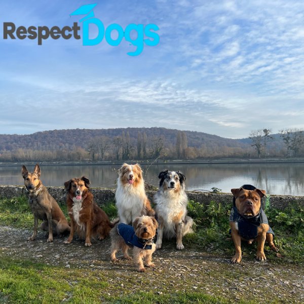 Educateur Canin Respectdogs Le Havre 76 - photo 1