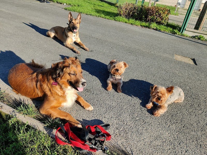 Educateur Canin Respectdogs Le Havre 76 - photo 2