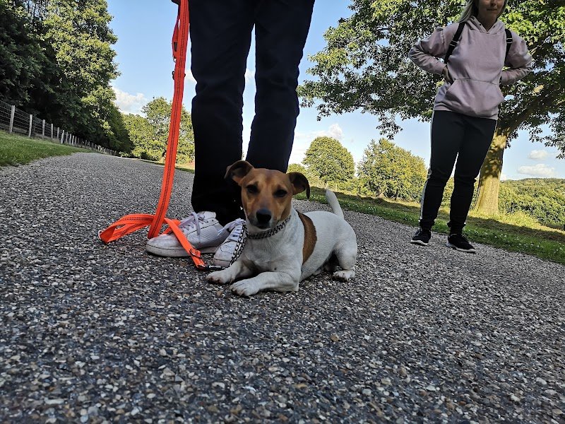 Educateur Canin Respectdogs Le Havre 76 - photo 3