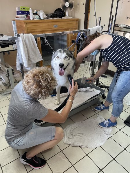 L Academie Des Chiens - photo 3