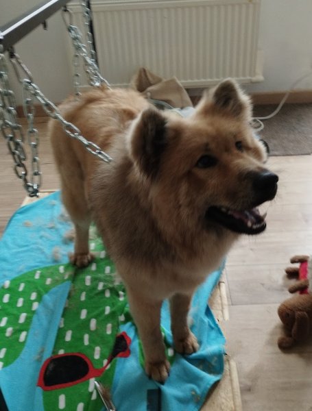 Chic Canin - photo 1