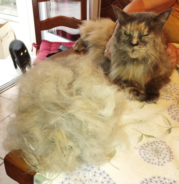 Chic Canin - photo 2