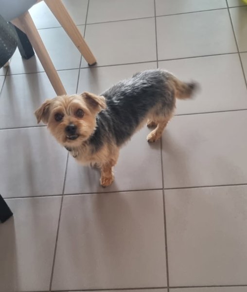 Chic Canin - photo 3