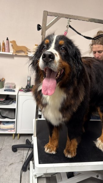 L'Institut Doggy'doux - photo 1