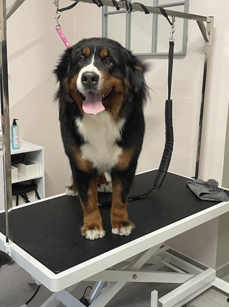 L'Institut Doggy'doux - photo 2