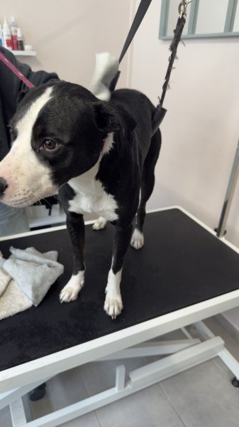 L'Institut Doggy'doux - photo 3