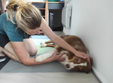 Dog's Paw'er - photo 1