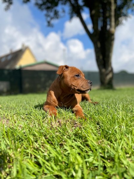 Elevage Du Domaine Des Rois Canins - photo 1