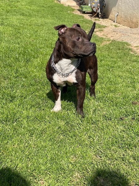 Elevage Du Domaine Des Rois Canins - photo 2