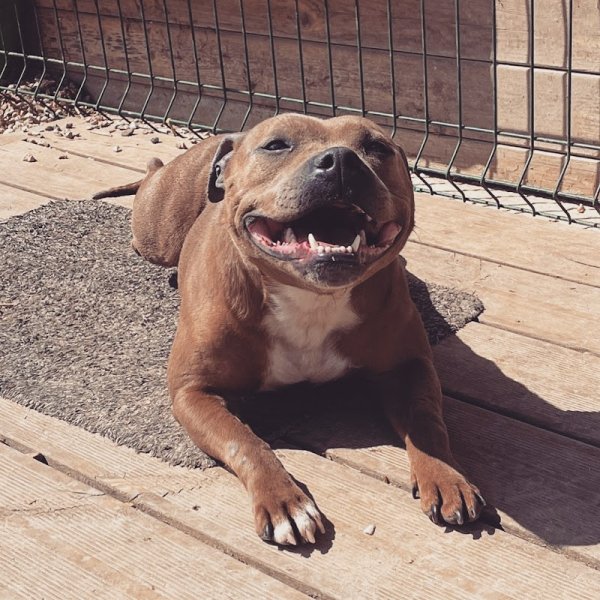 Elevage Du Domaine Des Rois Canins - photo 3