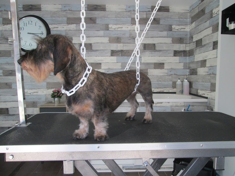 Le Rendez-Vous des Chiens - photo 2