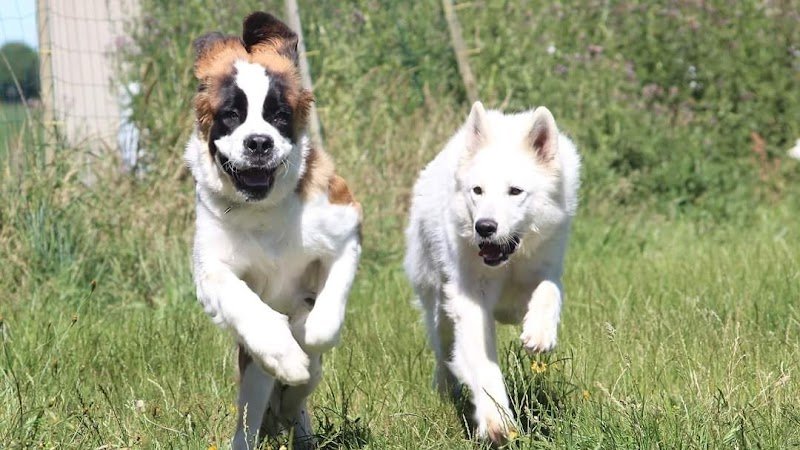 Pension Canine Le Lagon d'Ambre - photo 1