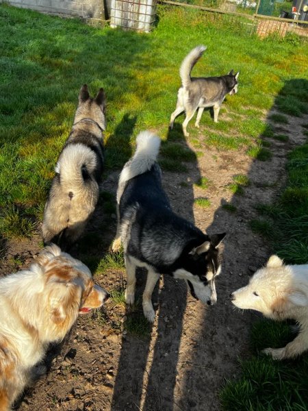 Pension Canine Le Lagon d'Ambre - photo 2