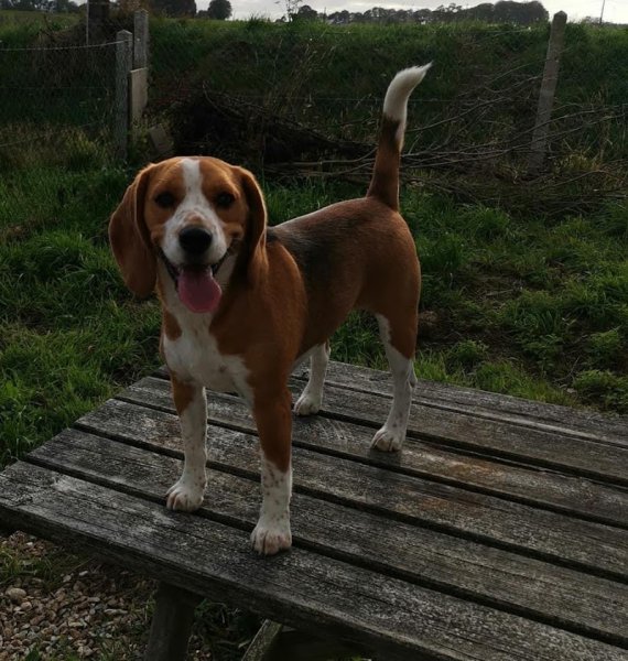 Pension Canine Le Lagon d'Ambre - photo 3