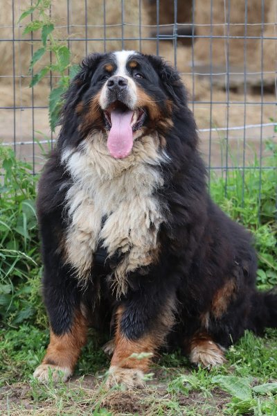 Teddy Geffroy - Education & pension canine - photo 2