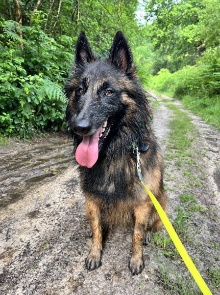 Teddy Geffroy - Education & pension canine - photo 3