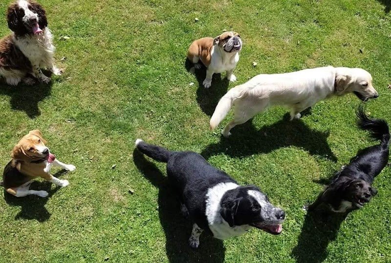 Pension Canine Regliss & Cie - photo 1