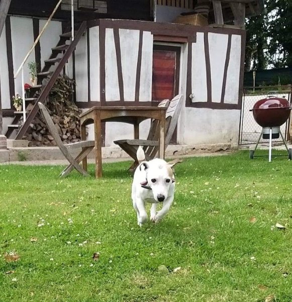 Pension Canine Regliss & Cie - photo 2