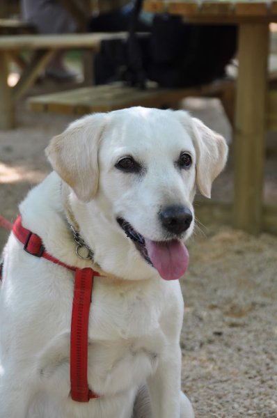 Pension Canine Regliss & Cie - photo 3