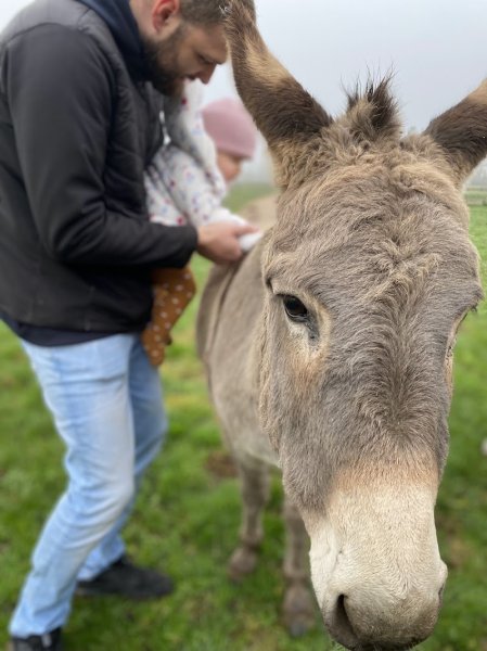 Dessine-moi un mouton Zoothérapie Médiation animale ferme pedagogique Education canine