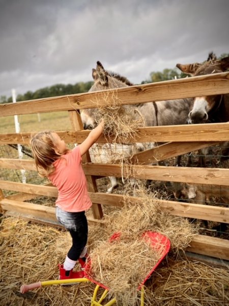 Dessine-moi un mouton Zoothérapie Médiation animale ferme pedagogique Education canine - photo 2