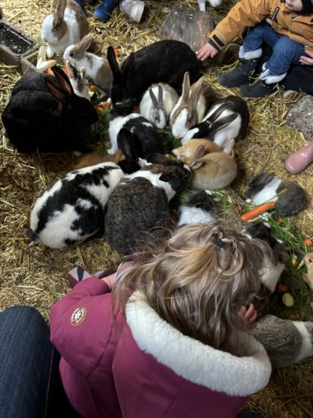 Dessine-moi un mouton Zoothérapie Médiation animale ferme pedagogique Education canine - photo 3