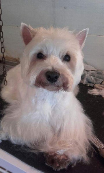 Dog Forever - photo 3