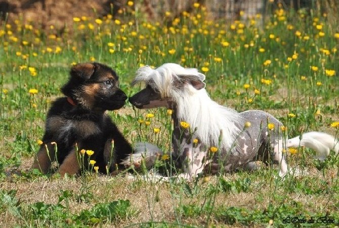 Elevage de la Mailleraye - Little Champs - Pension Canine