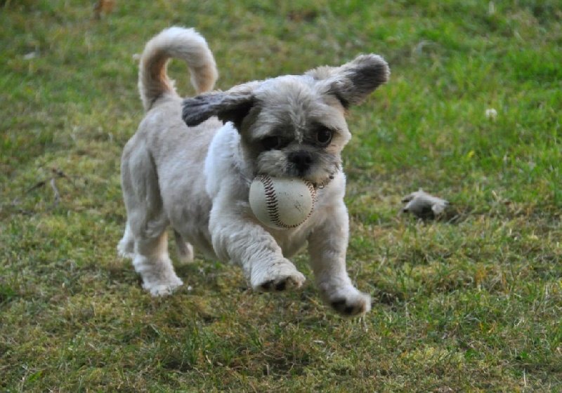 Elevage de la Mailleraye - Little Champs - Pension Canine - photo 3